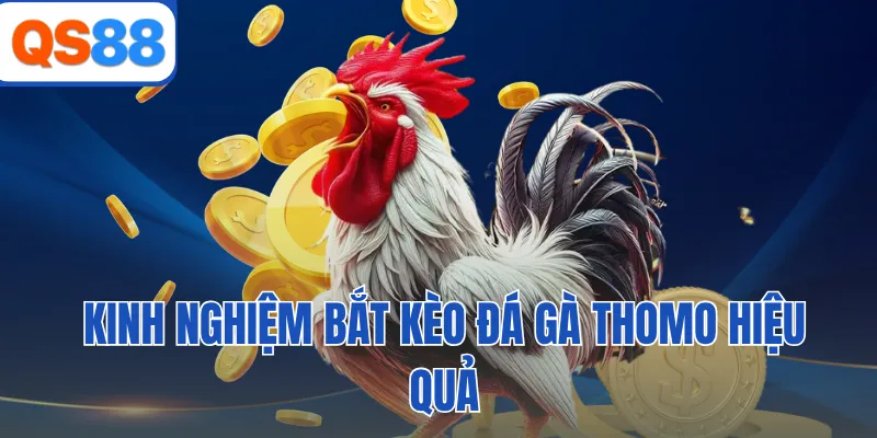 Kinh nghiệm bắt kèo đá gà Thomo hiệu quả