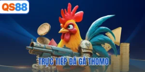Trực Tiếp Đá Gà Thomo QS88 - Trận Chiến Nảy Lửa Hôm Nay